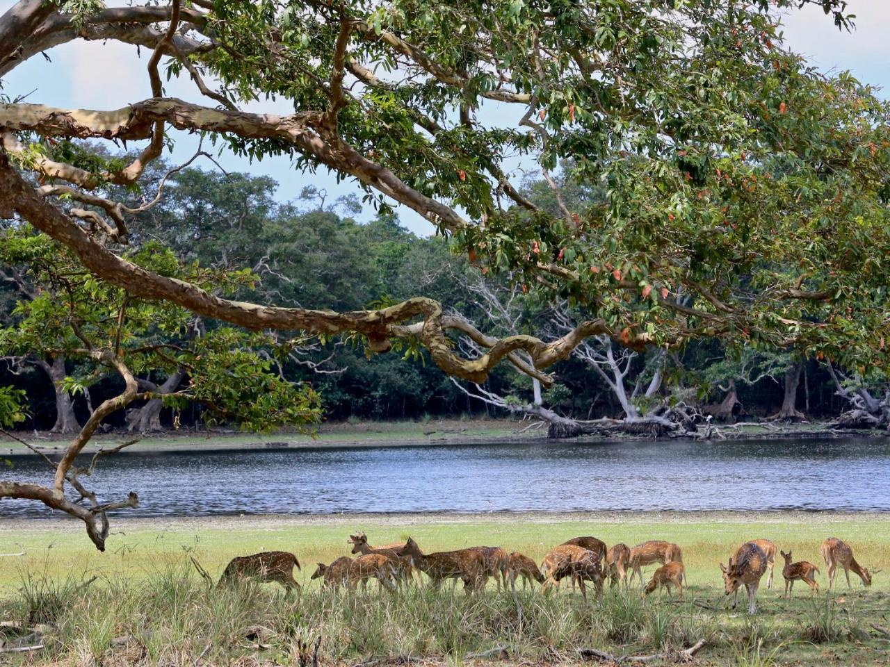 Wilpattu Corridor Leisure Hotel Buitenkant foto